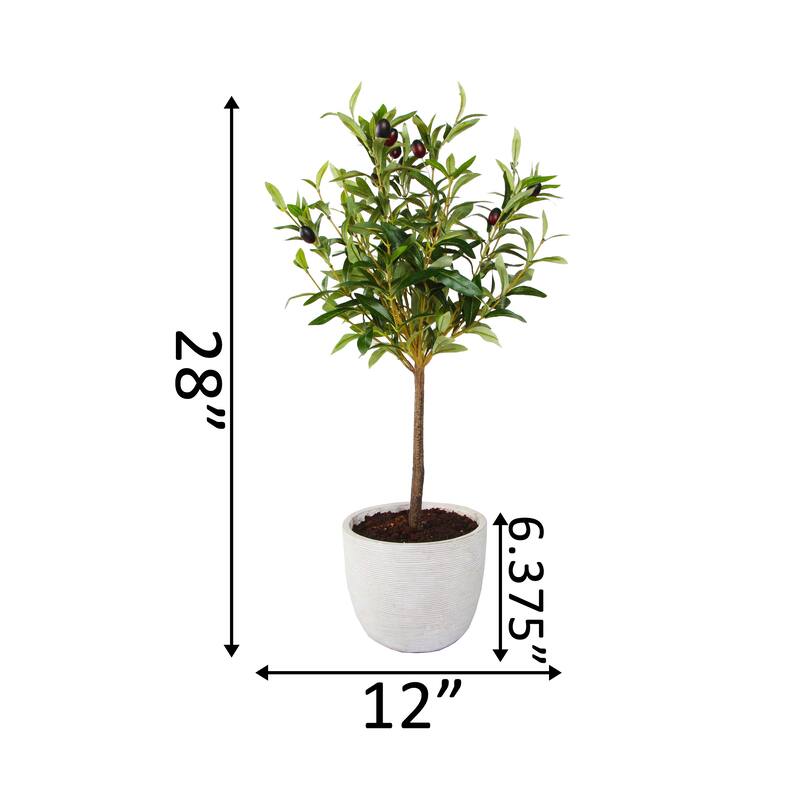 28" Olive Tree in 7.25" Cement Pot,Gray - ONE-SIZE