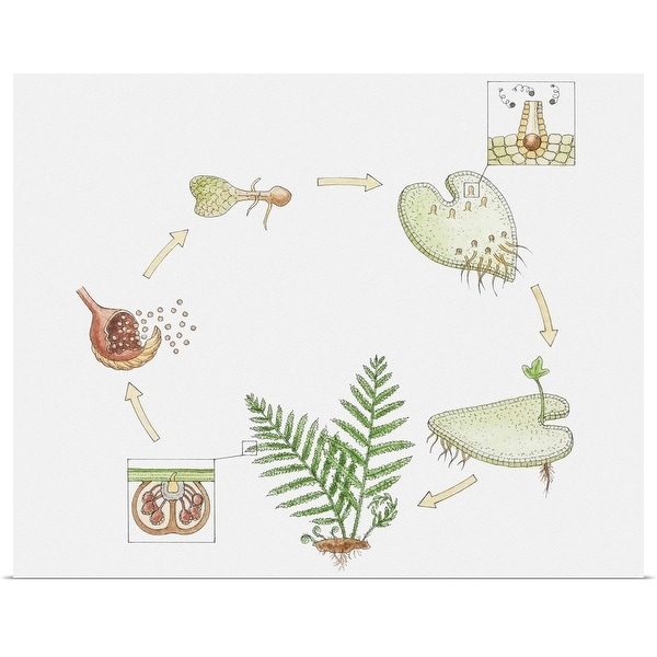 "Illustration of the life cycle of a fern" Poster Print