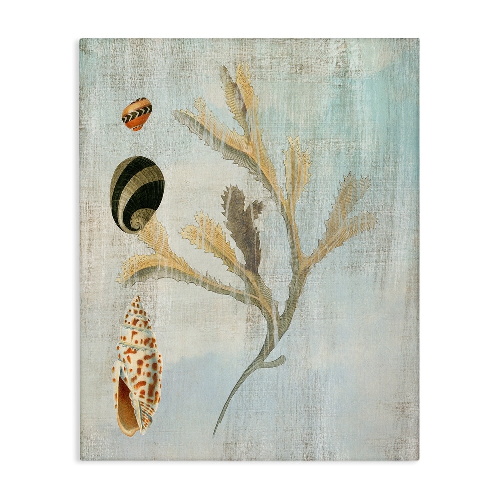 Stupell Mixed Seashells & Coral Canvas Wall Art Design By Susan Arnot