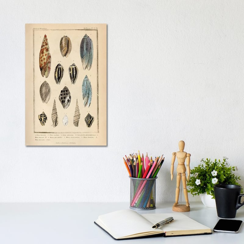 iCanvas "Mollusks I" by Piddix Canvas Print - 12x8x0.75