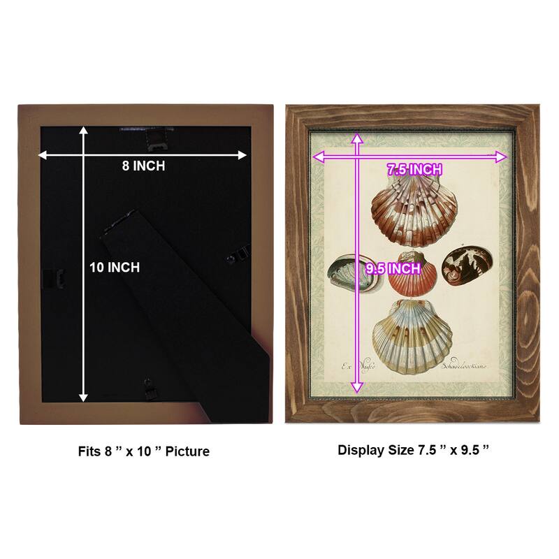 Bookplate Shells III -Framed Print w/glass-Cherry Red
