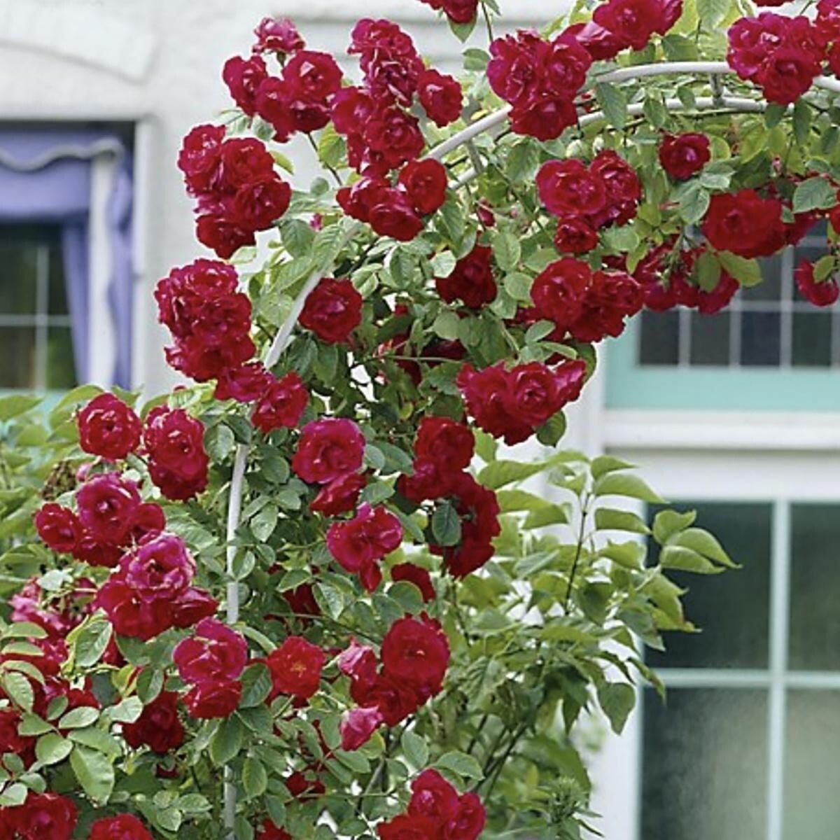 Van Zyverden Climbing Rose CL Blaze 1 Root Stock - Bed Bath