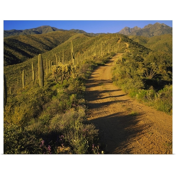 "Dirt road leading to a mountain, Tonto National Forest, Maricopa County, Arizona" Poster Print