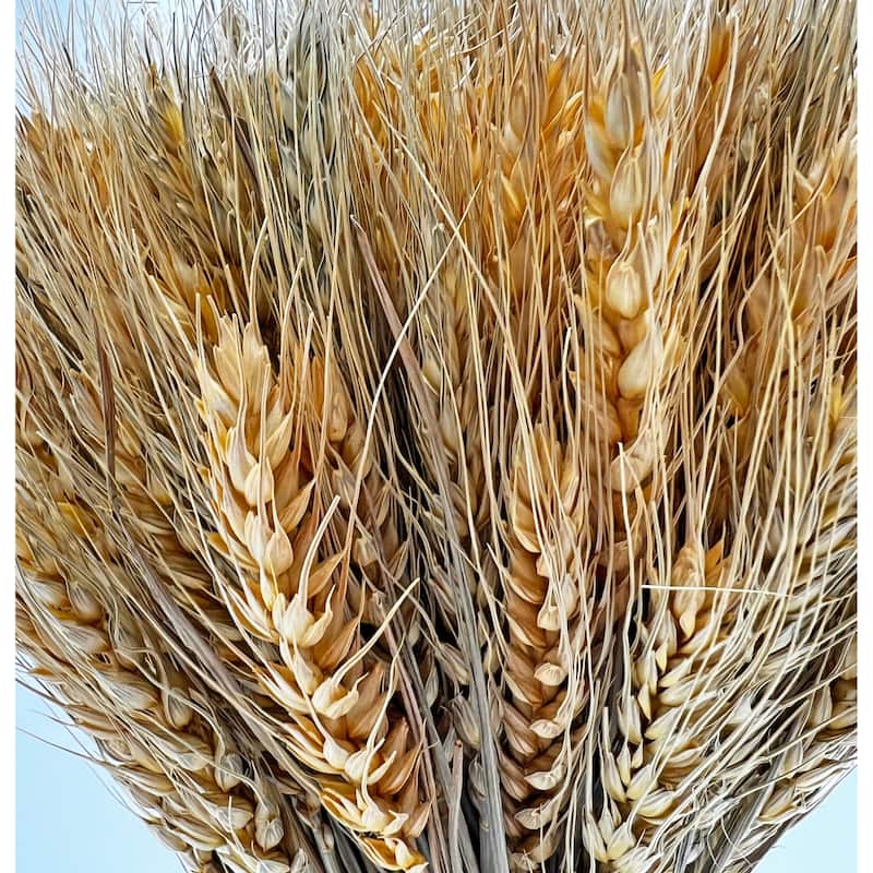 Preserved Decorative Wheat Standing Topiary Plant - Gold - 16 inches