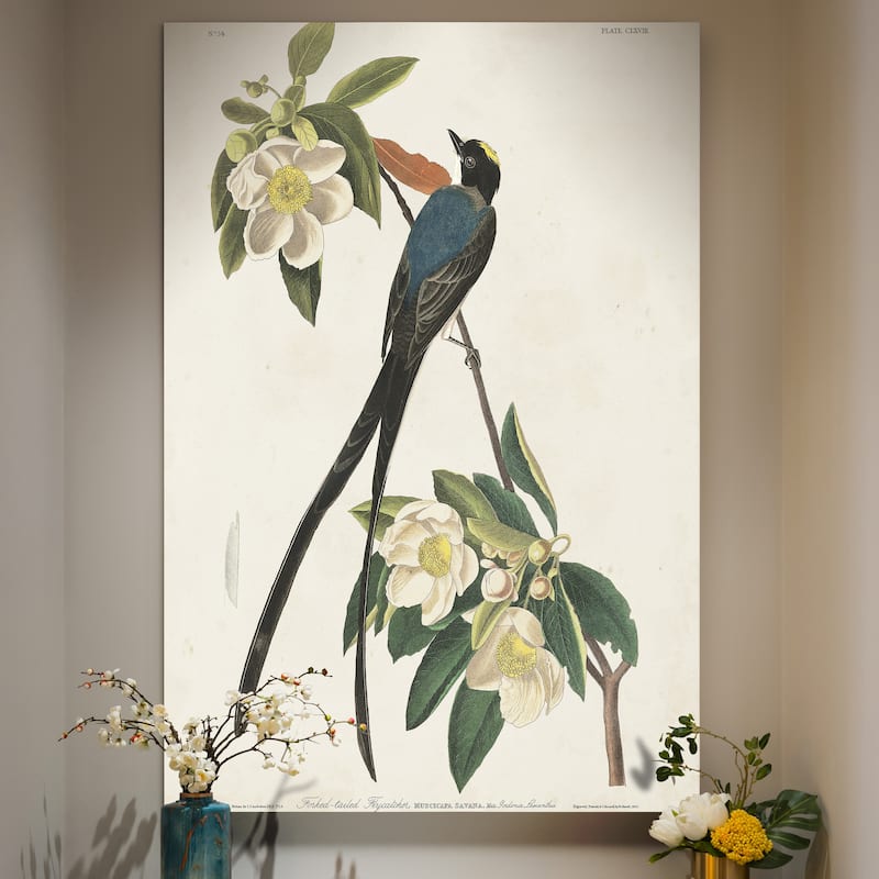Pl 168 Fork-tailed Flycatcher -Premium Gallery Wrapped Canvas