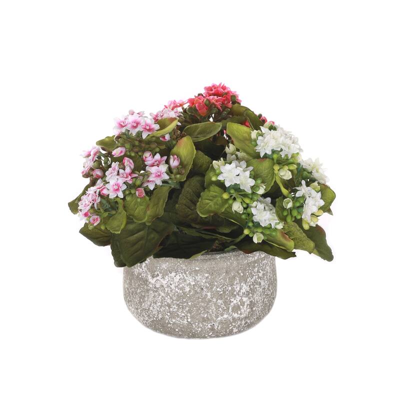 Kalanchoe Flower Bushes Red Rose White in Stone Round Pot - White, pink, rose, green