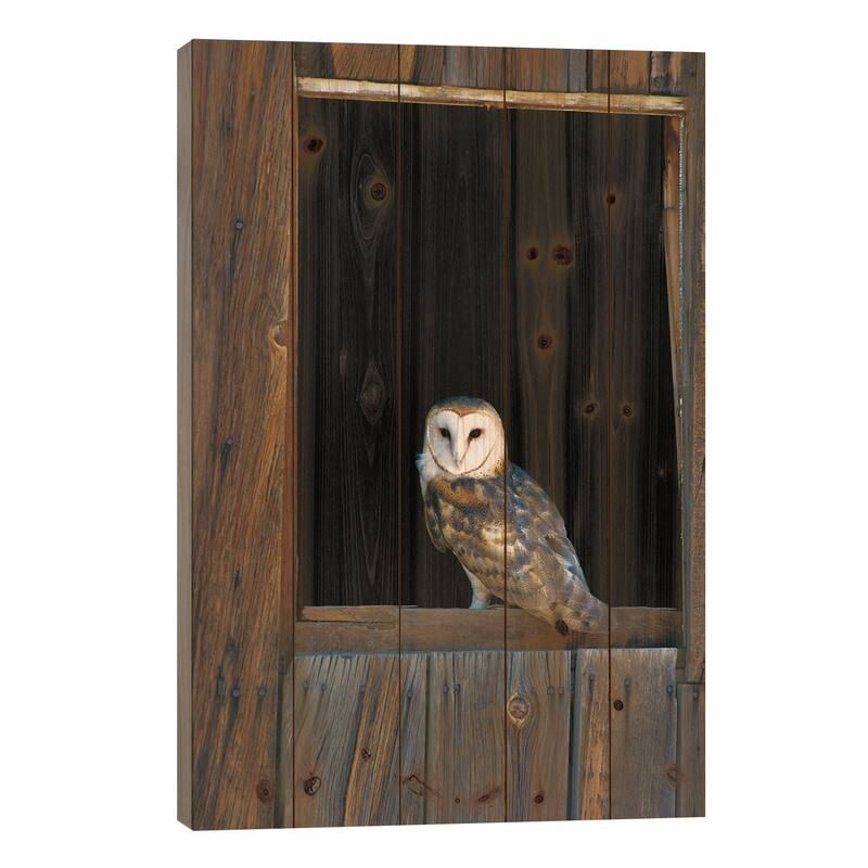Barn Owl Perching On Barn Window, North America Print On Wood by Konrad Wothe - Multi-Color - 26x18x1.5