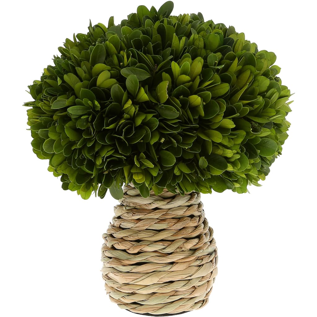 Pavilion 10" Preserved Boxwood Topiary