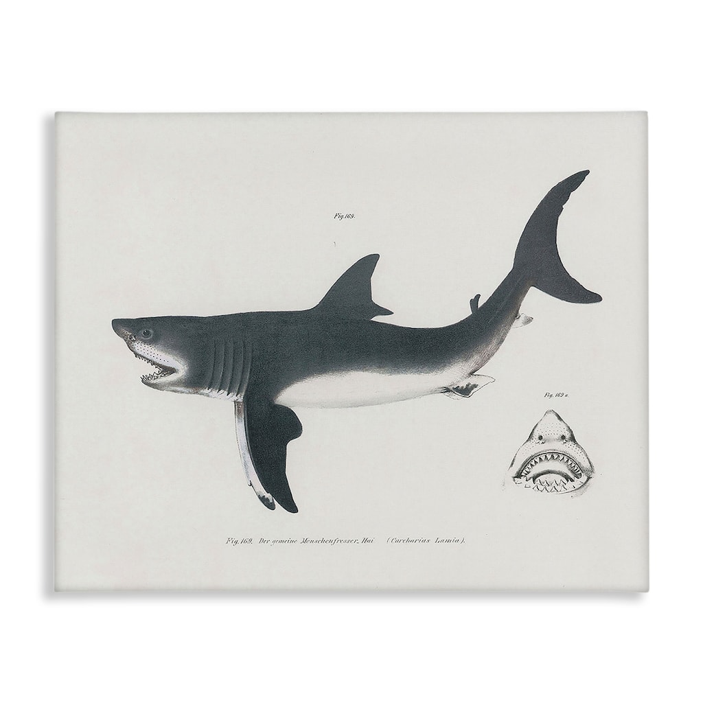 Stupell Detailed Shark Diagram Canvas Wall Art Design By Phillipa Katz