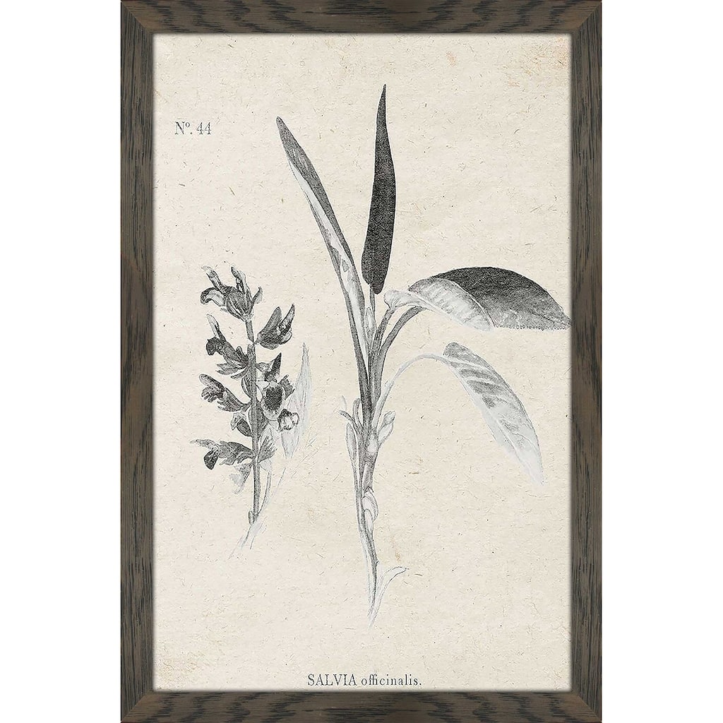 "Latin Botanicals II" Print on Acrylic.