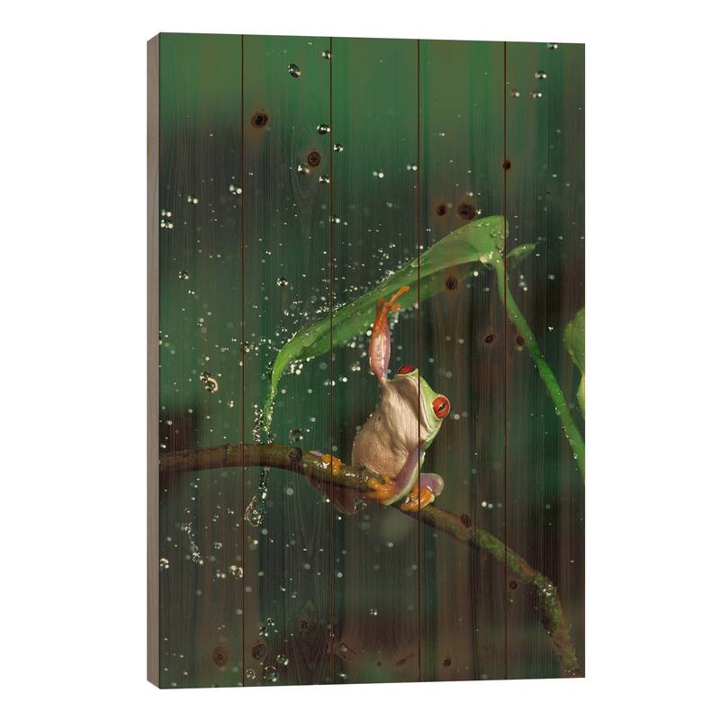 Red-Eyed Tree Frog In Rain, Native To Central And South America Print On Wood by Michael Durham - Multi-Color - 26x18x1.5