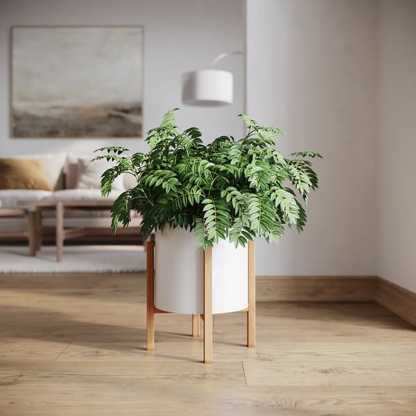 vigoro dracaena mass cane Dracaena – Massangeana Cane – Rainbow main image 0