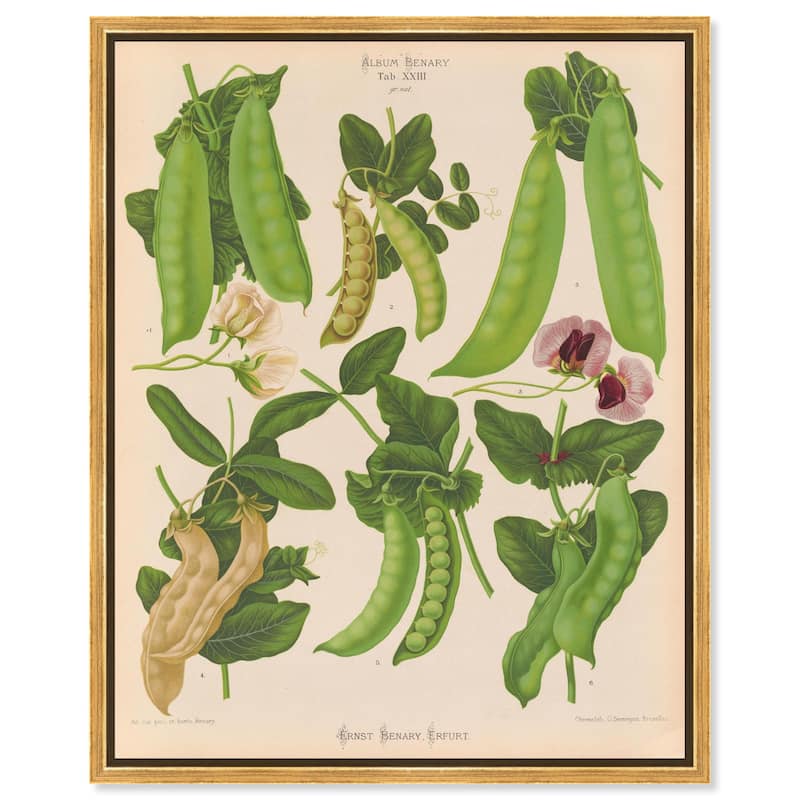 Podded Peas from Benary 1876 Canvas by Art Remedy - Gold - 36" x 45"