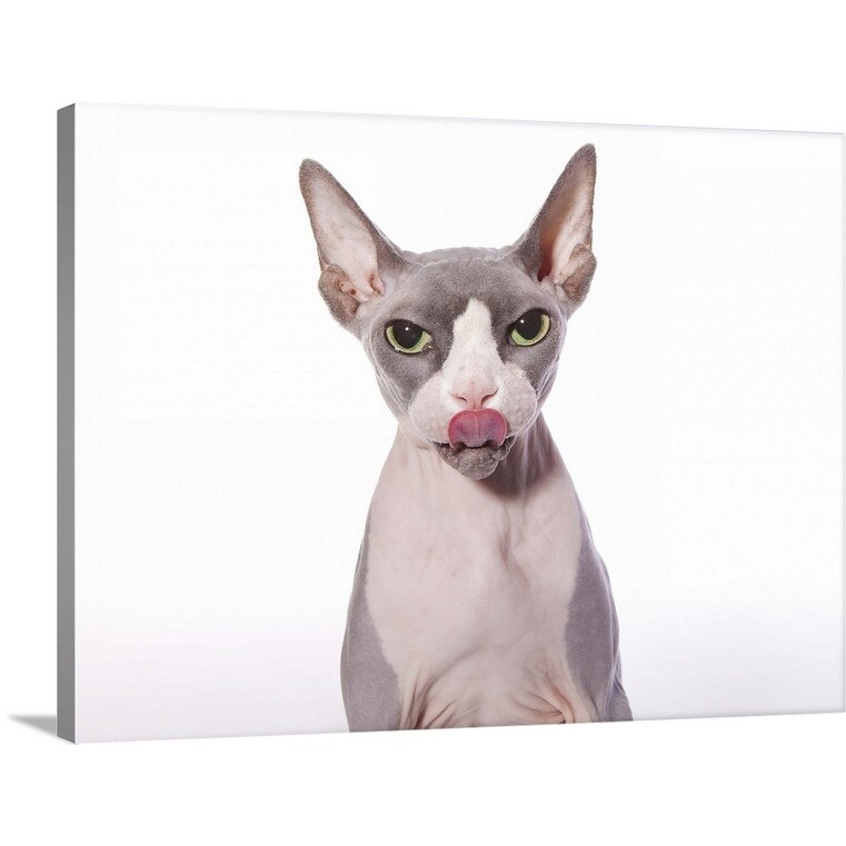 Shop Sphynx Cat With Tongue Out Canvas Wall Art Overstock