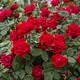 Van Zyverden Roses The Knockout Double Red 1 Root Stock - Bed Bath ...