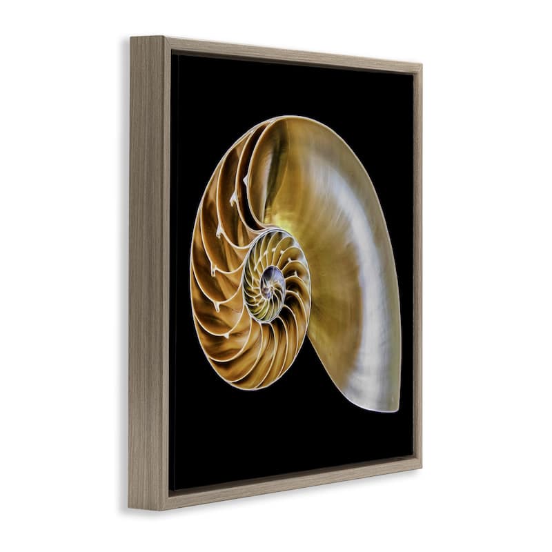 Stupell Tan Nautilus Shell on Black Framed Floater Canvas Wall Art Design By Mary Lou Johnson