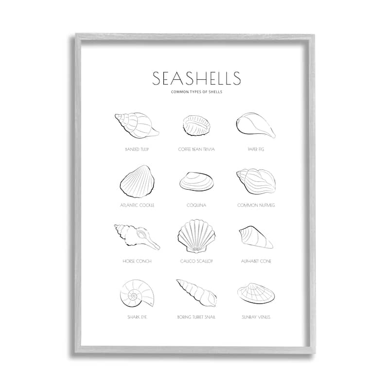 Stupell Seashell Guide for Common Shells Minimal Nautical Chart Framed Wall Art