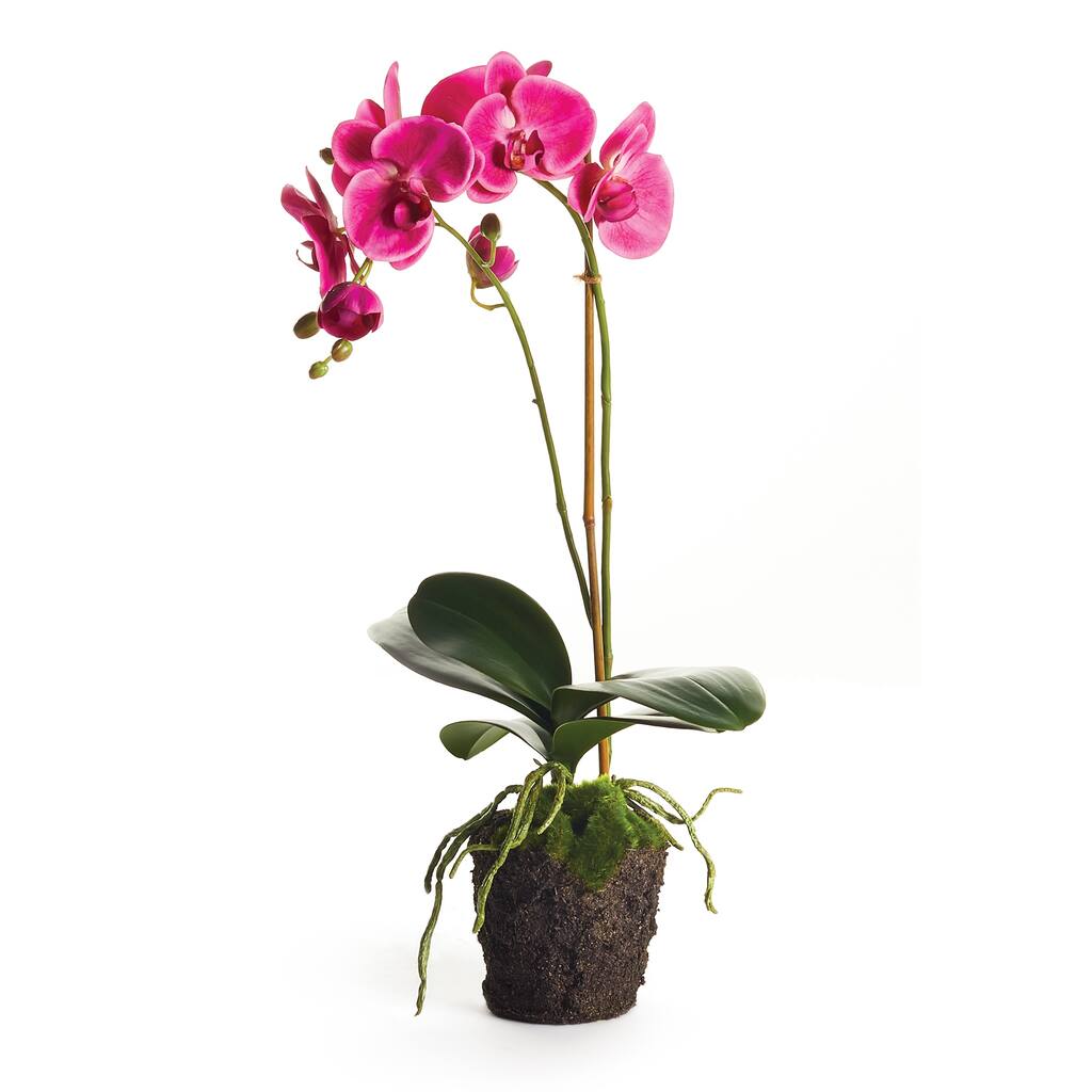 Phalaenopsis Orchid Drop-In 23" - Pink