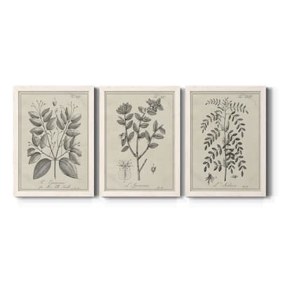 Antique Black & White Botanical VII-Premium Framed Canvas - Ready to Hang - Multi-Color