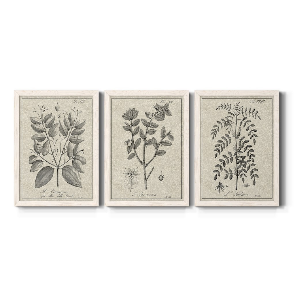 Antique Black & White Botanical VII-Premium Framed Canvas - Ready to Hang - Multi-Color