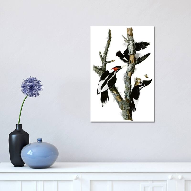 iCanvas "Ivory-billed Woodpecker, 1829" by John James Audubon Canvas Print - 18x12x1.5