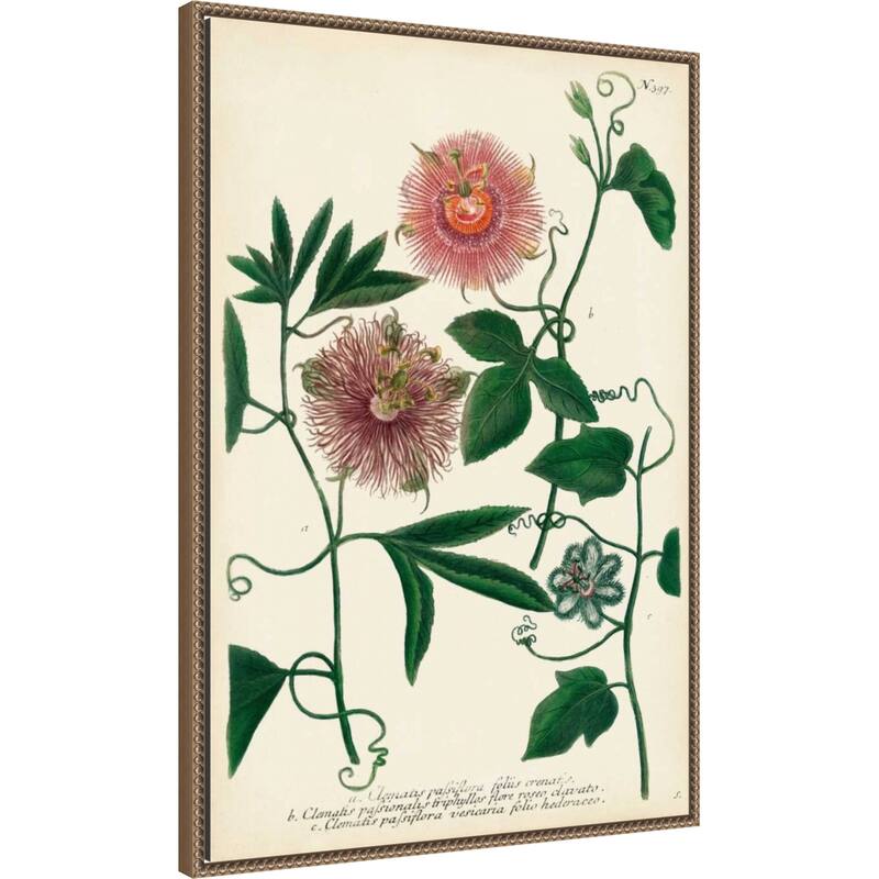 Antique Passion Flower No. 1 by Johann Wilhem Weinmann Framed Canvas Wall Art Print