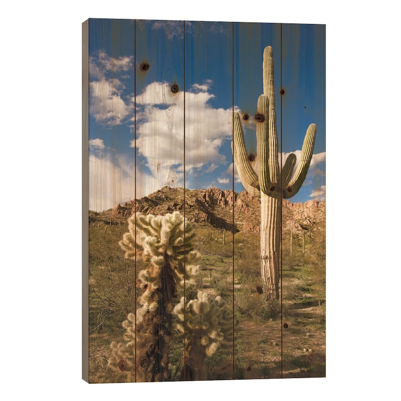 Saguaro Cactus In Desert, Arizona Print On Wood by Tom Vezo - Multi-Color - 40x26x1.5