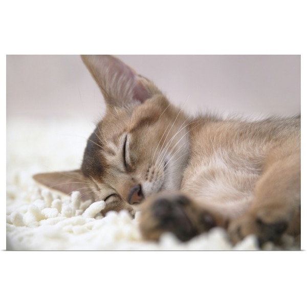 "Abyssinian cat sleeping" Poster Print