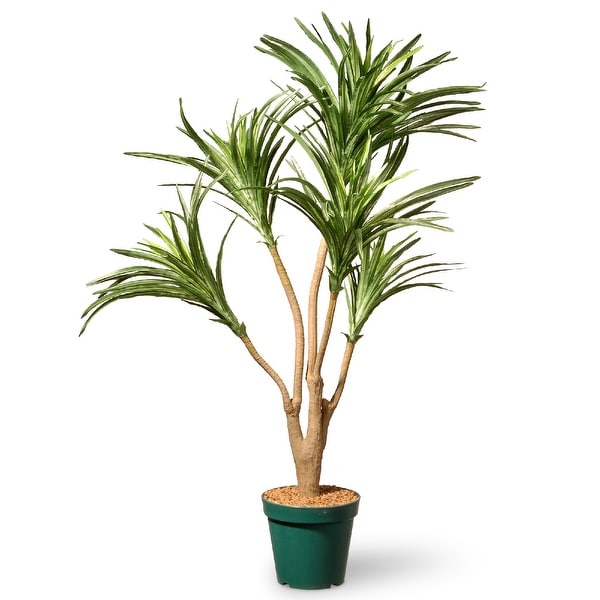 Potted Dracaena Garden Accent Plant – 3 Feet - N/A