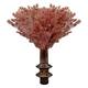 Option Pink