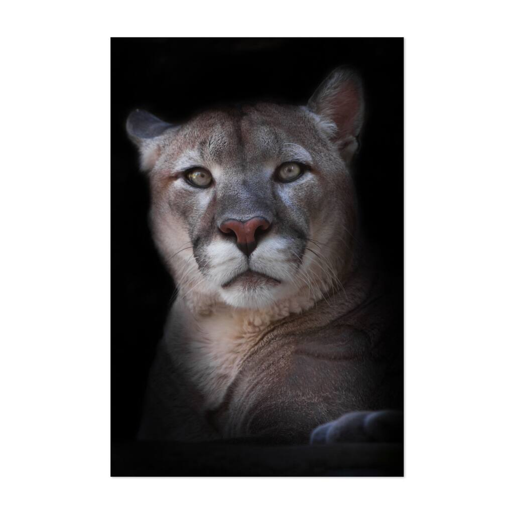 Perplexed questioning look of a powerful Photography Art Print/Poster