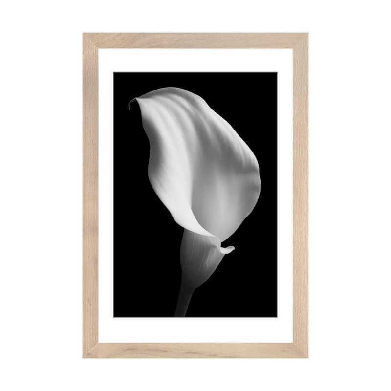 iCanvas "Lily On Black II" by Tom Quartermaine - Natural - 24x16x1