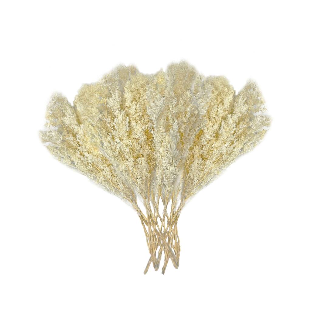 Bundle of 4 Preserved Asparagus Fern,12-20 inches long - 12-20 inch