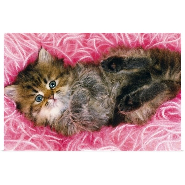 "Persian Cat Lying on Bunch of Pink-colored Wool, Looking at Camera, High Angle View" Poster Print