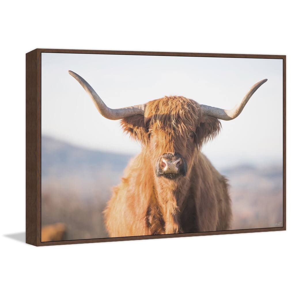 Highland Cow Floater Framed Print on Canvas
