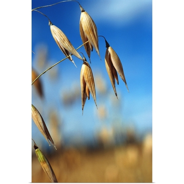 "Oat" Poster Print