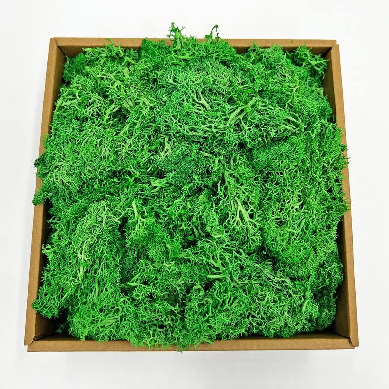 Preserved Reindeer Moss in Multiple Colors - Large - Emerald Green