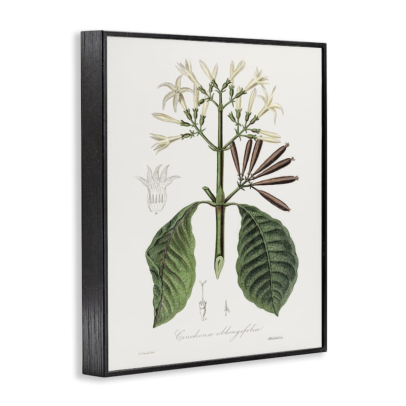 Stupell Vintage Flora Study Framed Giclee Art Design By CAD Designs