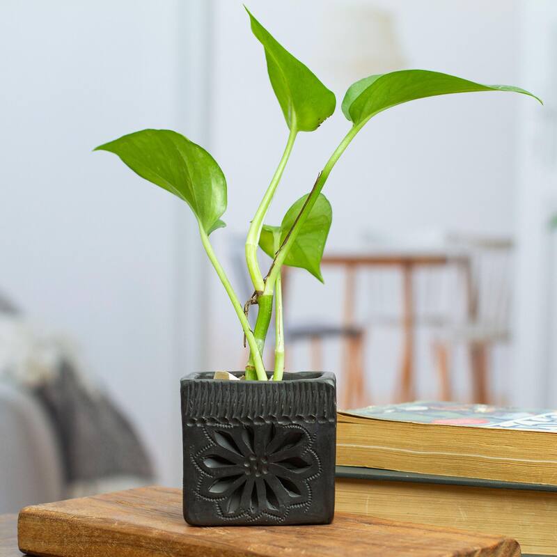 Novica Handmade Square & Flower Barro Negro Mini Flower Pot