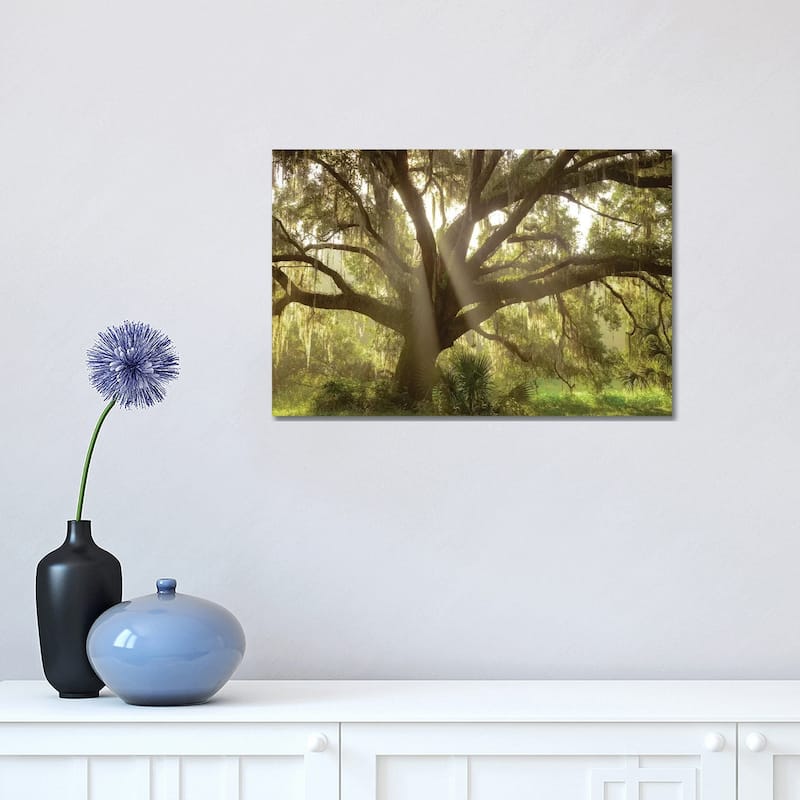 iCanvas "Beautiful Southern Live Oak tree, Flordia" by Maresa Pryor Canvas Print - 12x18x1.5
