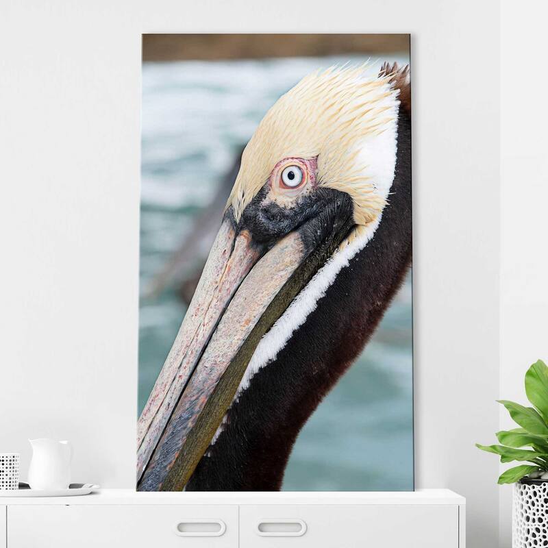 "Bayside Pelican" Print on Canvas