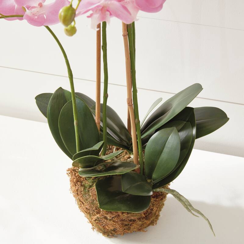 Phalaenopsis Orchid Drop-In 30" with Root Ball