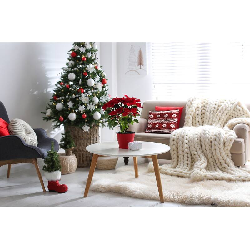 Poinsettia Charm Accent Pillow