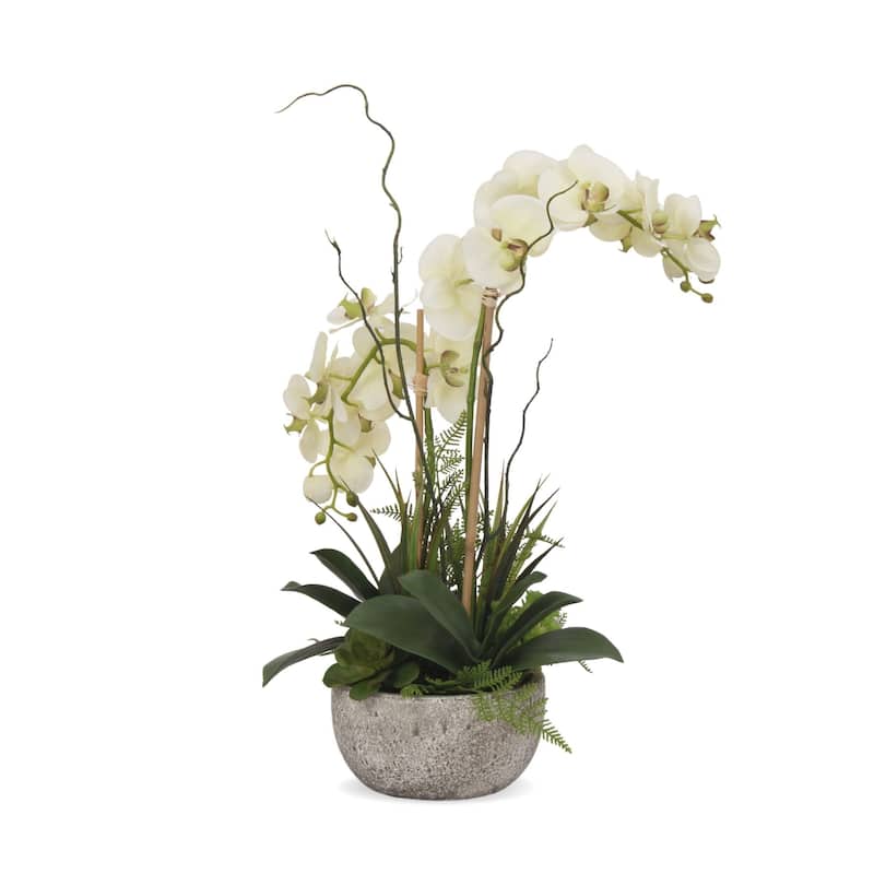 Cream Green Orchids, Succulents, Ferns Flower in Round Pot - 18"W x 10"D x 20"H