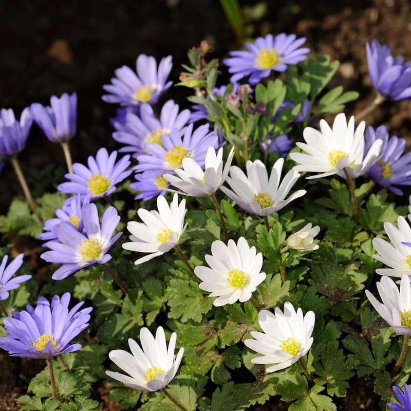 Anemone Blanda Colorful Mix - 15 Bulbs - Blue, Purple & White Flowers Attracts Butterflies & Bees - 15 Bulbs - 15 Bulbs