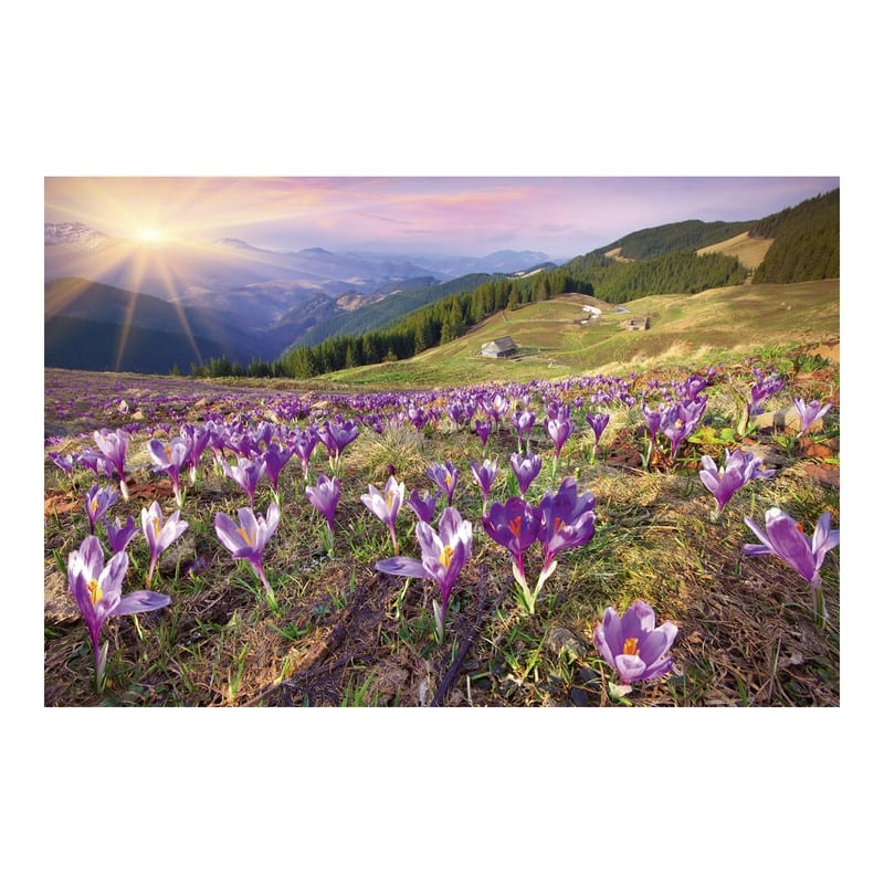 Dimex Crocuses at Spring Wall Mural