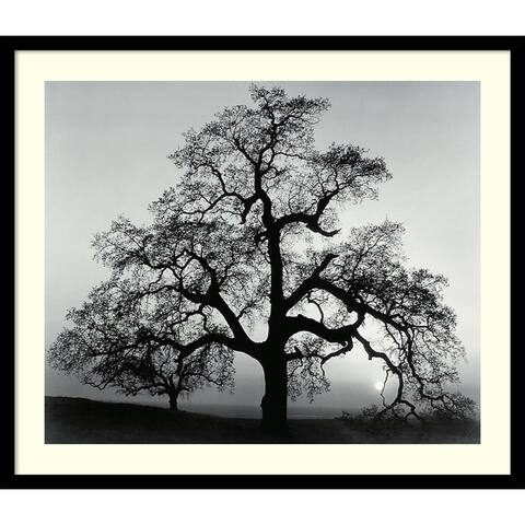Framed Art Print 'Oak Tree, Sunset City, California, 1962' by Ansel Adams 27 x 23-inch