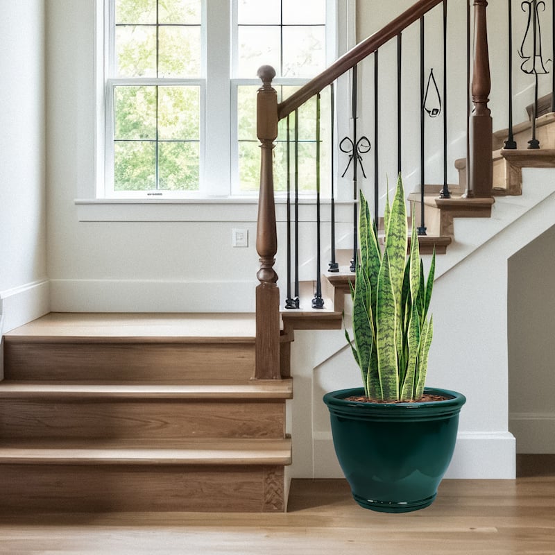 Sunnydaze Studio Glazed Ceramic Planter with Drainage