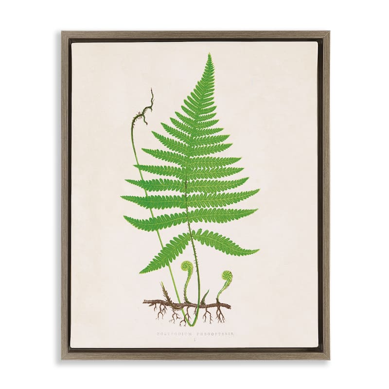 Stupell Curled Budding Fern Sprigs Framed Floater Canvas Wall Art Design By Phillipa Katz - 25 x 31 - Brown