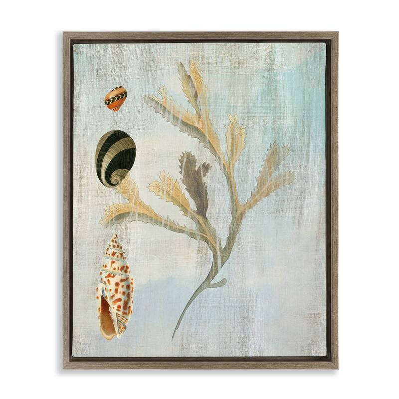Stupell Mixed Seashells & Coral Framed Floater Canvas Wall Art Design By Susan Arnot - 25 x 31 - Brown
